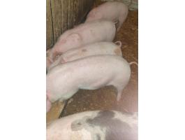 Eladó 25-30 kg-os malacok