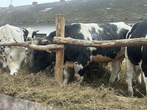 Kék belga bika és üsző