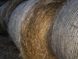 Szudáni fű széna szalma