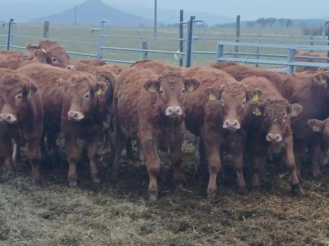 Limousin üsző és bika eladó