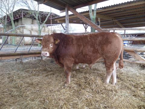 Limousin tenyészbika