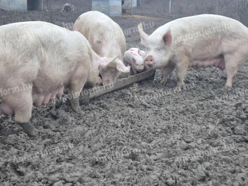 Választási malacok eladók