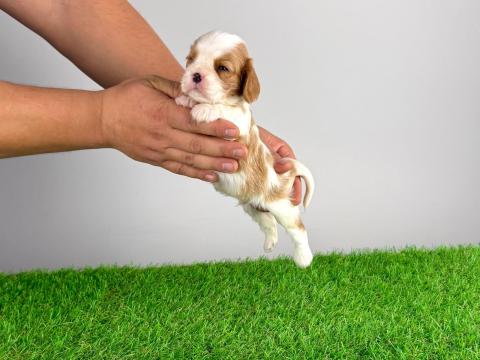 Törzskönyves Cavalier King Charles spániel kiskutya