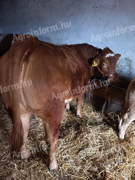 Limuzin hasas üsző eladó