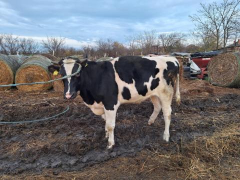 Eladó Fríz bika Eladó Fríz bika