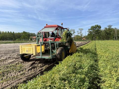 Gyökérzöldség, hagyma, zeller szedő gép eladó Gyökérzöldség, hagyma, zeller szedő gép eladó