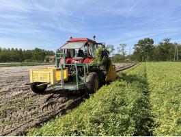 Gyökérzöldség, hagyma, zeller szedő gép eladó