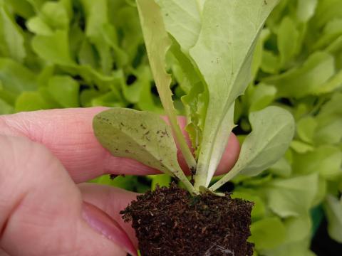 Fejessaláta palánta