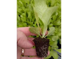 Fejessaláta palánta