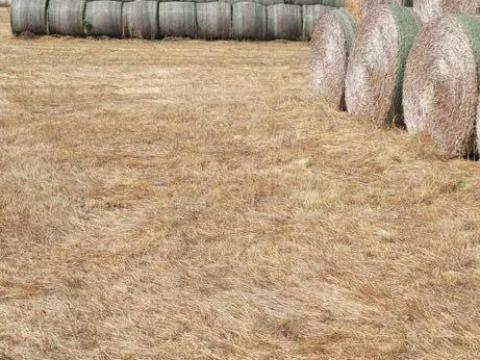 Búza és árpa szalma eladó Búza és árpa szalma eladó