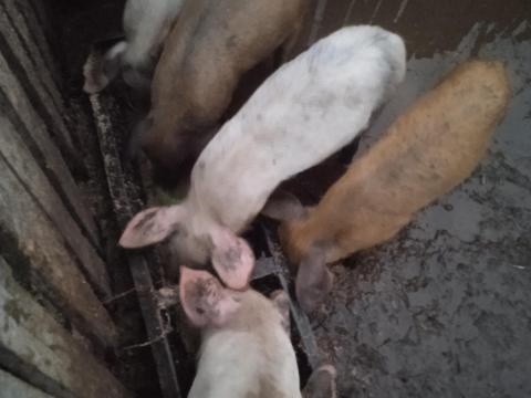 Malacok eladóak Malacok eladóak