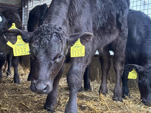 Limuzin F1 Borjak. 80 db Limuzin F1 Borjak. 80 db