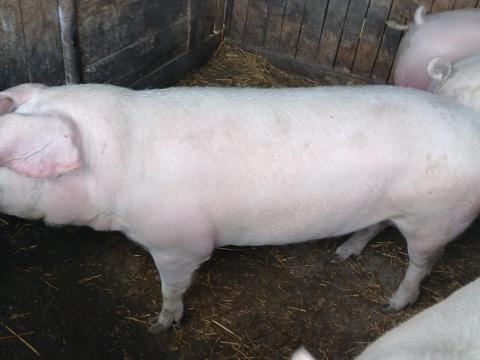 Eladò sertés Eladò sertés