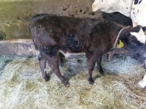 Limousin x fríz bika borjú eladó Limousin x fríz bika borjú eladó
