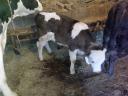 Eladó Limousin x Fríz bika borjú