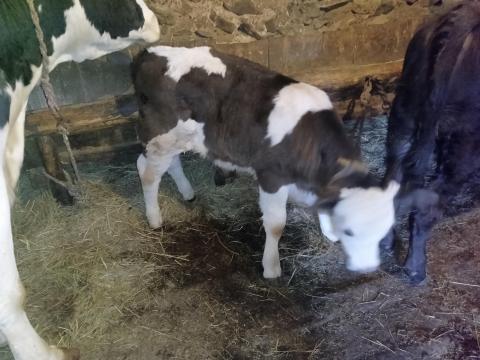 Eladó Limousin x Fríz bika borjú Eladó Limousin x Fríz bika borjú