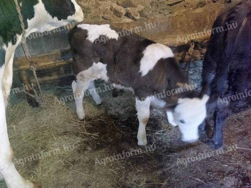 Eladó Limousin x Fríz bika borjú