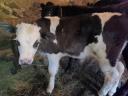 Eladó Limousin x Fríz bika borjú
