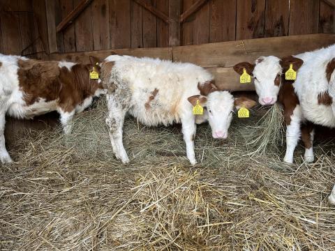 Magyartarka üszők eladók Magyartarka üszők eladók