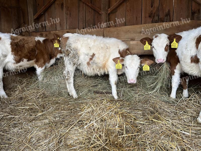 Magyartarka üszők eladók