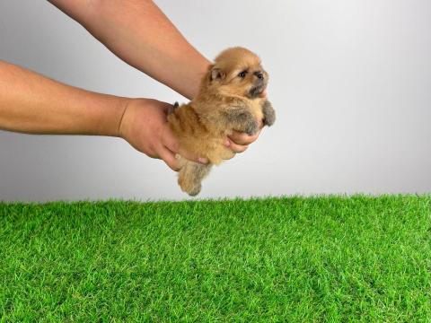 Törzskönyves Pomerániai törpespitz Pomi kiskutya Törzskönyves Pomerániai törpespitz Pomi kiskutya