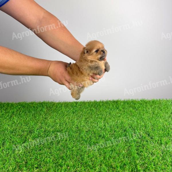 Törzskönyves Pomerániai törpespitz Pomi kiskutya