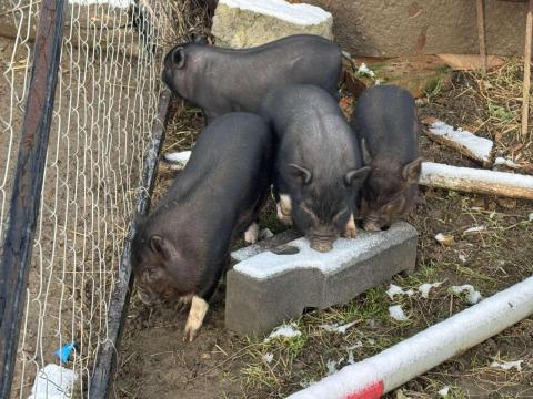 Vietnámi malacok eladók – 8 hetes, szállítással