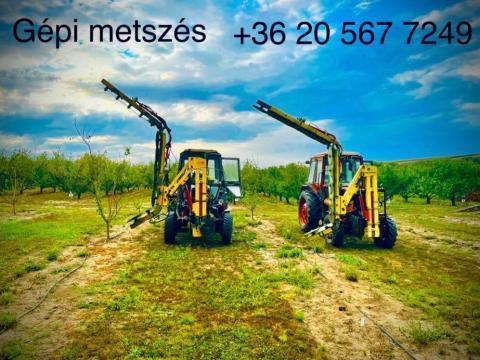 Gépi metszés meggy szilva alma