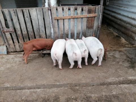 Vasadon eladó ártány malacok Vasadon eladó ártány malacok