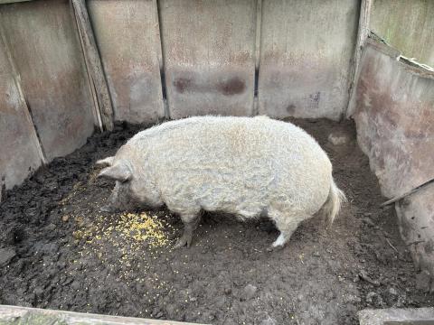 Eladó mangalica koca Mohácson Eladó mangalica koca Mohácson