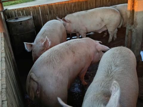 Nagy súlyú hízók eladók Nagy súlyú hízók eladók