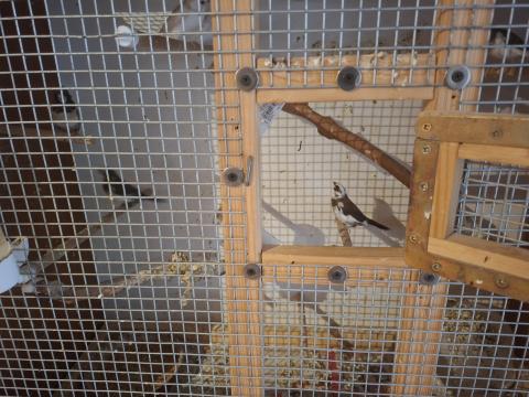 Eladó sirályka pintyek – 6 db, 5 tojó és 1 hím Eladó sirályka pintyek – 6 db, 5 tojó és 1 hím