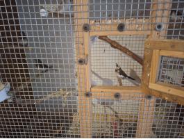 Eladó sirályka pintyek – 6 db, 5 tojó és 1 hím