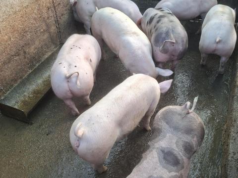 Eladó 60-80 kg-os süldők Eladó 60-80 kg-os süldők