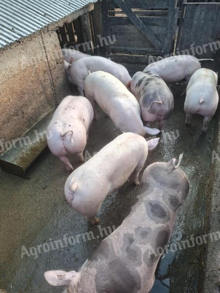 Eladó hízók 130-150 kg közötti súlyban