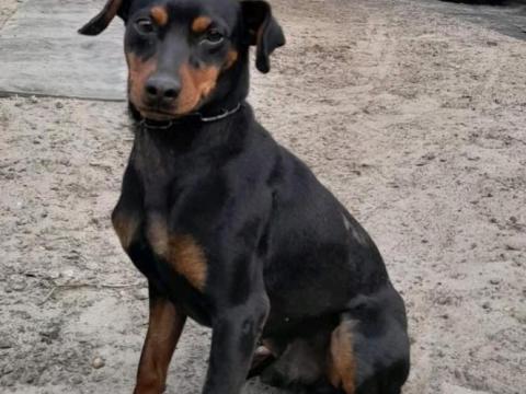 Eladó Törpe pinscher
