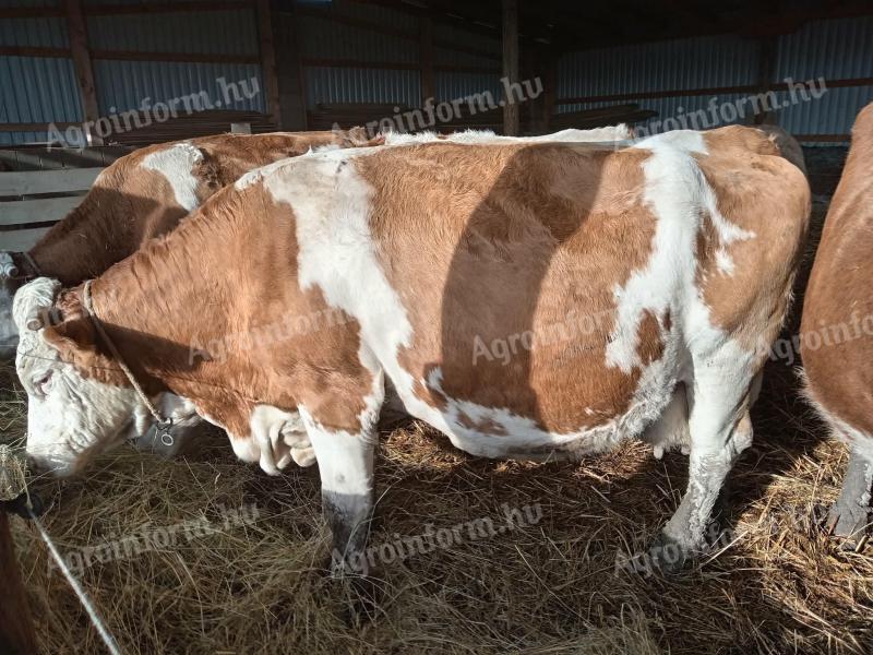 Magyartarka tehén és üsző