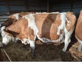 Magyartarka tehén és üsző