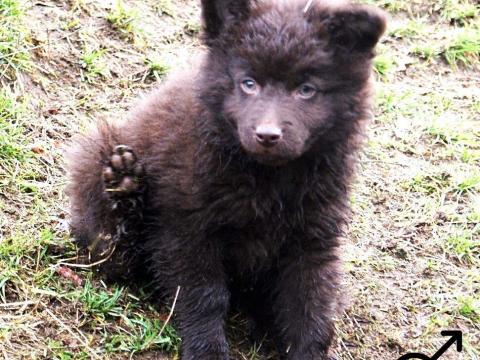 Barna mudi kölykök eladók törzskönyvvel Barna mudi kölykök eladók törzskönyvvel