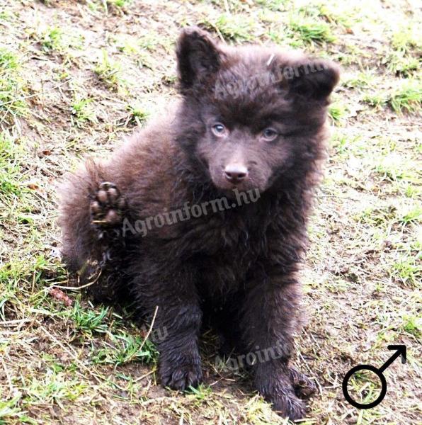 Barna mudi kölykök eladók törzskönyvvel
