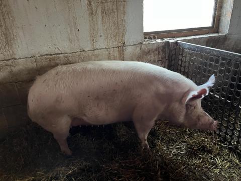 Koca eladó Koca eladó