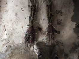 Mirabolán vadszilva, cseresznyeszilva csemete eladó