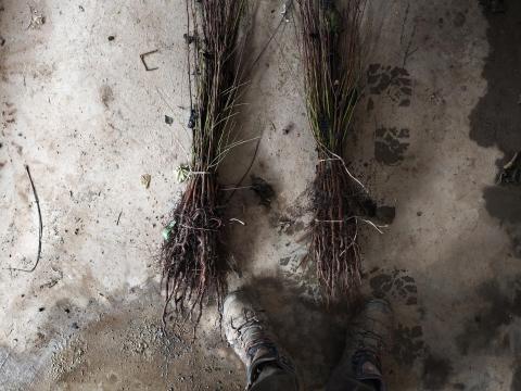 Mirabolán vadszilva, cseresznyeszilva csemete eladó