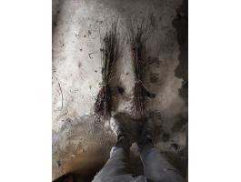 Mirabolán vadszilva, cseresznyeszilva csemete eladó