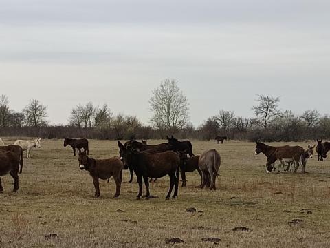 Mén szamár csikók eladók