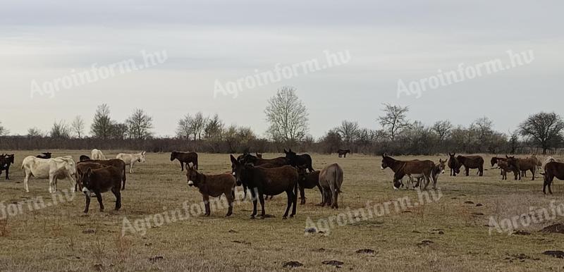 Mén szamár csikók eladók