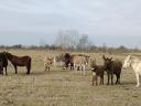 Mén szamár csikók eladók