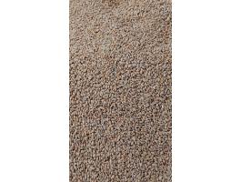 Búza,  Árpa,  Kukorica eladó