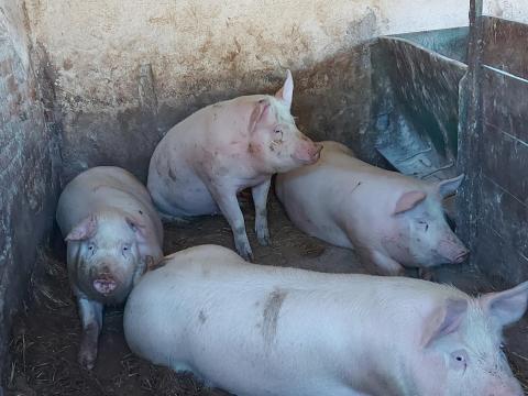 Hízó sertés eladó Hízó sertés eladó