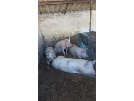 Hízó sertés eladó